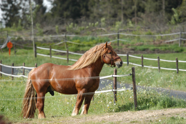 Etalon ardennais